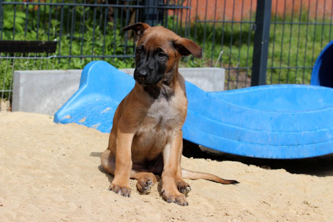 Enzo