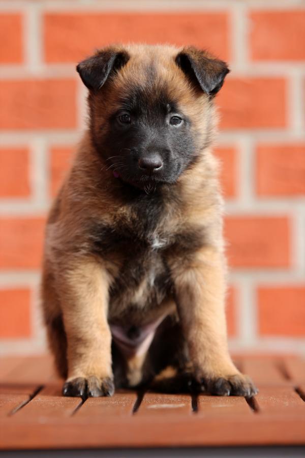 Herr Lila