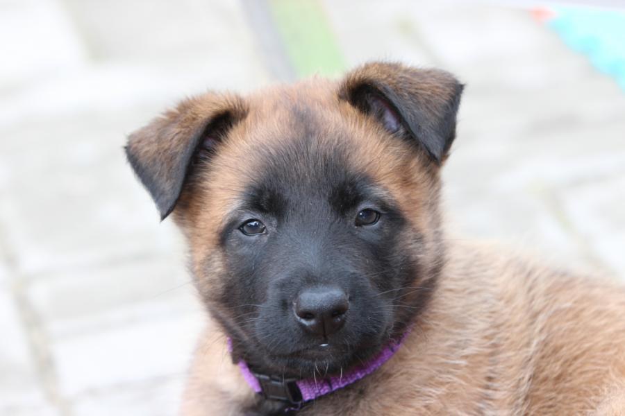 Falko (Herr Lila)